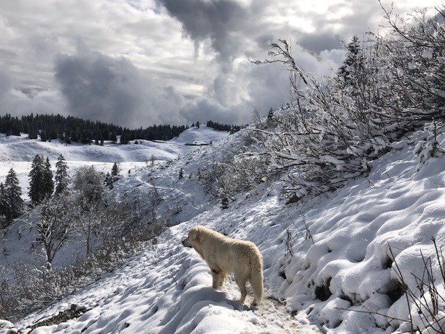 Le Jura Blanc Et Sauvage