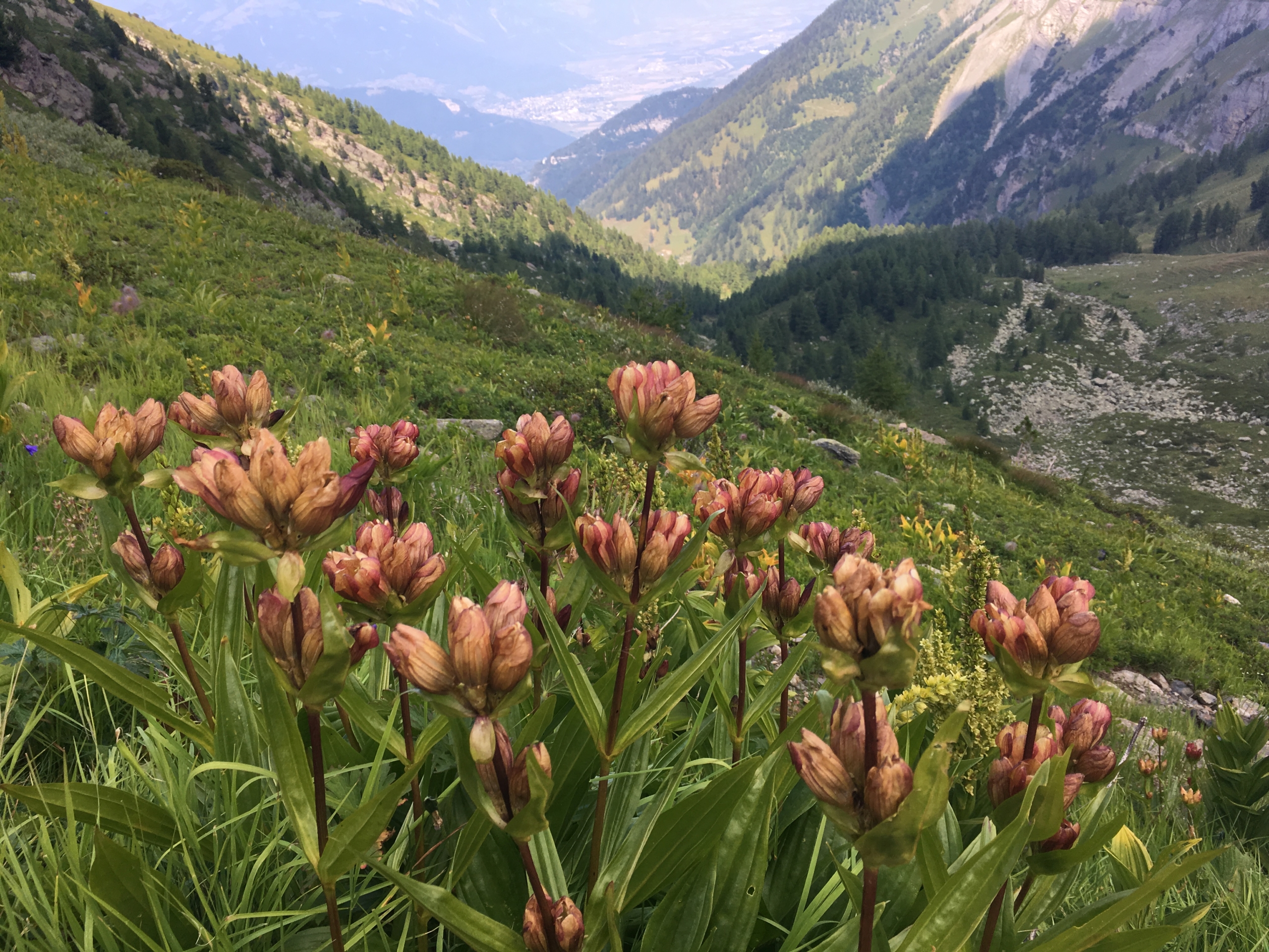 huttentocht Zwitserse Alpen