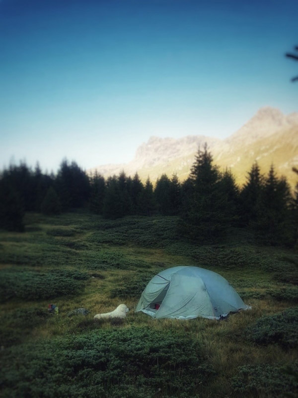 Tent in het bos