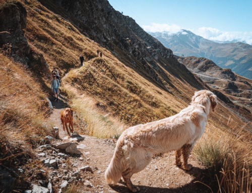 Discovering the mountains with your dog