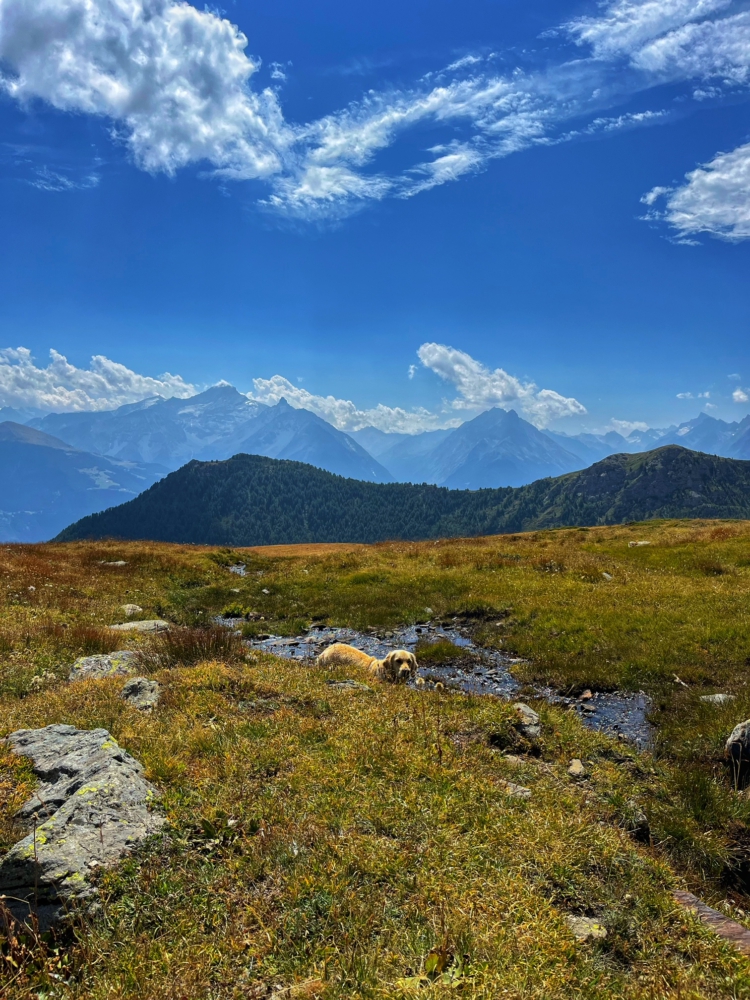 bergtocht Zwitserse Alpen