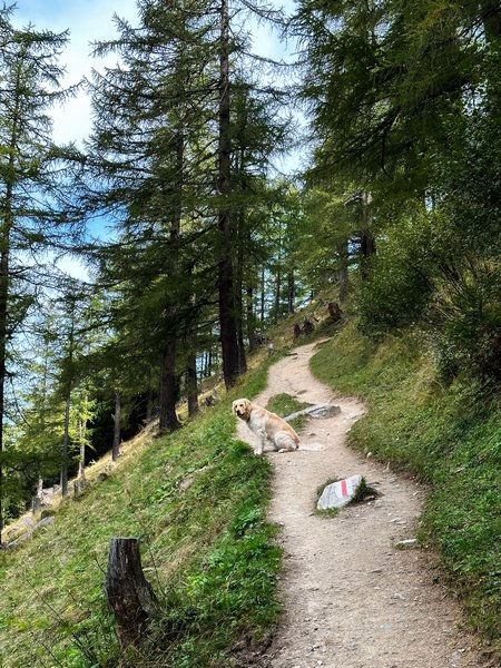 bergtocht Zwitserse Alpen