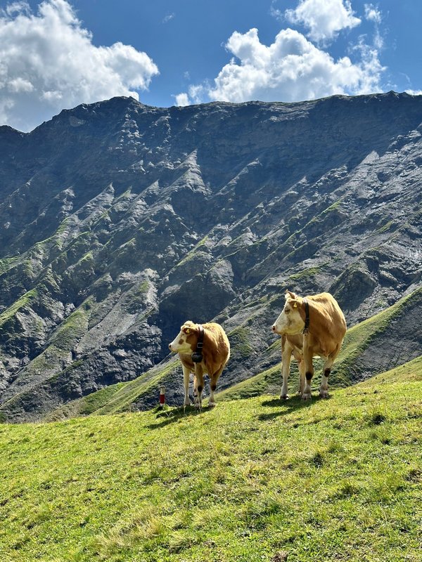 Swiss alpine cows